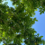Nasiona Orzech ajlantolistny Juglans szt.5 Nxx720