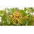 Nasiona Orzech Pistacja jadalny szt.2 Nxx117