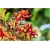 Nasiona Orzech Pistacja jadalny szt.2 Nxx117