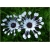 Nasiona Osteospermum biało-nieb szt.5 Nxx612