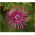 Nasiona Osteospermum różowe szt.5 Nxx613