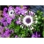 Nasiona Osteospermum różowe szt.5 Nxx613