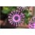 Nasiona Osteospermum różowe szt.5 Nxx613
