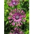 Nasiona Osteospermum różowe szt.5 Nxx613