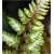 Nasiona Paproć zielono-biała szt.5 Nxx303