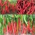 Nasiona Papryka Chili Olbrzym szt.5 Nxx41