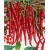 Nasiona Papryka długa Red Chilli  szt.5 Nxx307