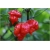 Nasiona Papryka czerwona Skorpion szt.5 Nxx529