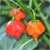 Nasiona Papryka czerwona Skorpion szt.5 Nxx529
