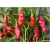 Nasiona Papryka Chili Penis szt.5 Nxx20