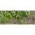 Nasiona Papryka słodka Giant szt.5 Nxx132