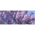 Nasiona Paulownia lila szt.10 Nxx275