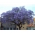 Nasiona Paulownia lila szt.10 Nxx275