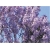 Nasiona Paulownia mix szt.10 Nxx276