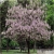Nasiona Paulownia mix szt.10 Nxx276