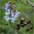Nasiona Paulownia mix szt.10 Nxx276