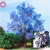 Nasiona Paulownia niebieska szt.10 Nxx247