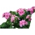 Nasiona Pelargonia pnąca różowa szt.5 N400