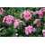 Nasiona Pelargonia pnąca różowa szt.5 Nxx400