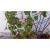 Nasiona Pelargonia pnąca różowa szt.5 Nxx400
