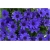 Nasiona Pericallis hybrida niebieski szt.5 Nxx485