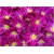 Nasiona Pericallis hybrida różowy szt.5 Nxx487
