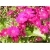 Nasiona Pericallis hybrida różowy szt.5 Nxx487