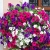 Nasiona Petunia Alderman fioletowa szt.20 Nxx737