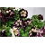 Nasiona Petunia cytryn-fiolet szt.10 Nxx227