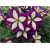 Nasiona Petunia cytryn-fiolet szt.10 Nxx227