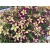 Nasiona Petunia cytryn-fiolet szt.10 Nxx227