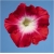 Nasiona Petunia czerwona szt.10 Nxx228