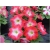Nasiona Petunia czerwona szt.10 Nxx228