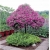 Nasiona Petunia drzewiasta różowa szt.5 Nxx312