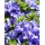 Nasiona Petunia lawendowa szt.10 Nxx229