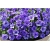 Nasiona Petunia lawendowa szt.10 Nxx229