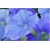 Nasiona Petunia niebieska Morn Glory szt.10 Nxx607