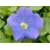 Nasiona Petunia niebieska Morn Glory szt.10 Nxx607