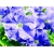 Nasiona Petunia niebieska Morn Glory szt.10 Nxx607