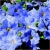 Nasiona Petunia niebieska Morn Glory szt.10 Nxx607