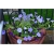 Nasiona Petunia niebieska Morn Glory szt.10 Nxx607