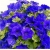 Nasiona Petunia niebieska Morning szt.10 Nxx609