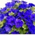 Nasiona Petunia niebieska Morning szt.10 Nxx609