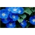 Nasiona Petunia niebieska Morning szt.10 Nxx609