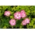 Nasiona Petunia ogrodowa mix szt.5 Nxx171
