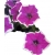 Nasiona Petunia purpurowo biała szt.10 N226