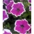 Nasiona Petunia purpur-biała szt.10 Nxx226