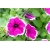Nasiona Petunia purpur-biała szt.10 Nxx226