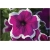 Nasiona Petunia purpur-biała szt.10 Nxx226