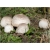 Nasiona Pieczarka jadalna grzyb szt.5 Nxx551